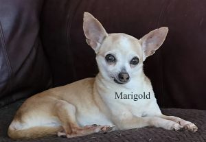Marigold, Senior Female unknown