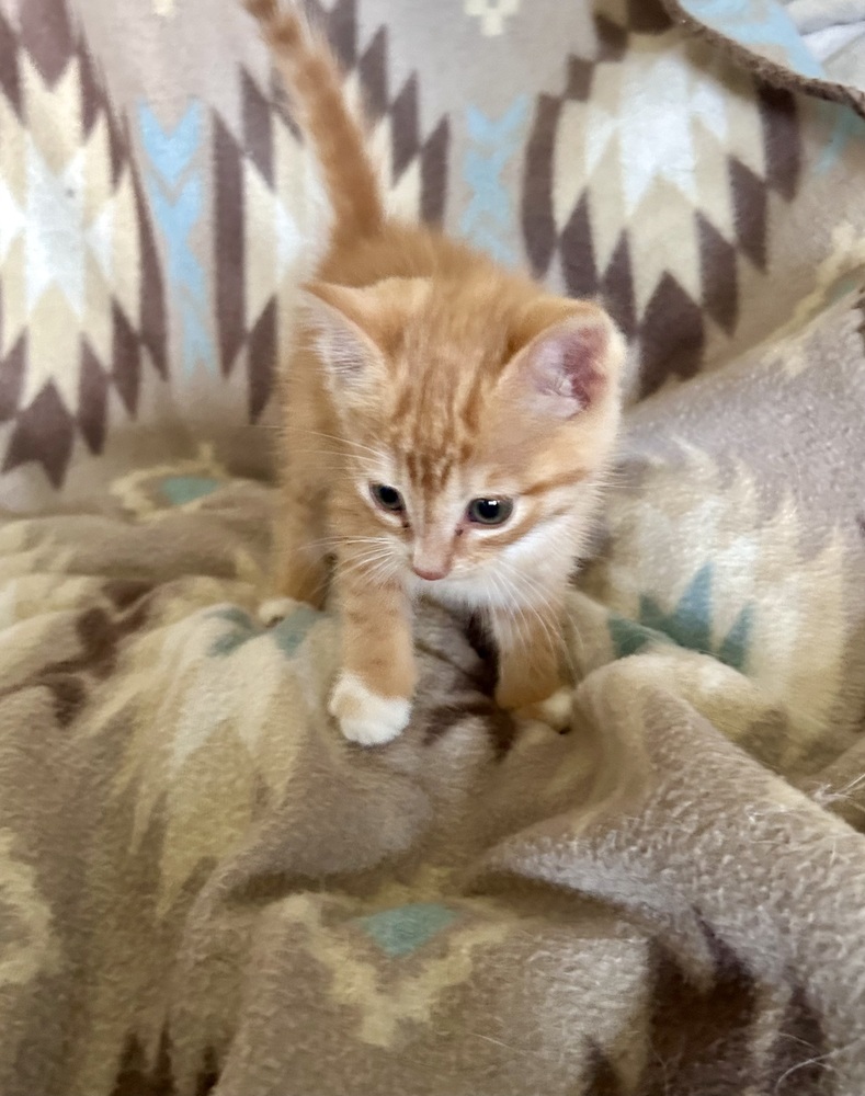 Perci, an adoptable American Shorthair, Domestic Short Hair in Moses Lake, WA, 98837 | Photo Image 1