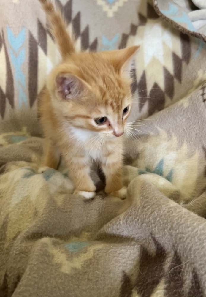 Perci, an adoptable American Shorthair, Domestic Short Hair in Moses Lake, WA, 98837 | Photo Image 2