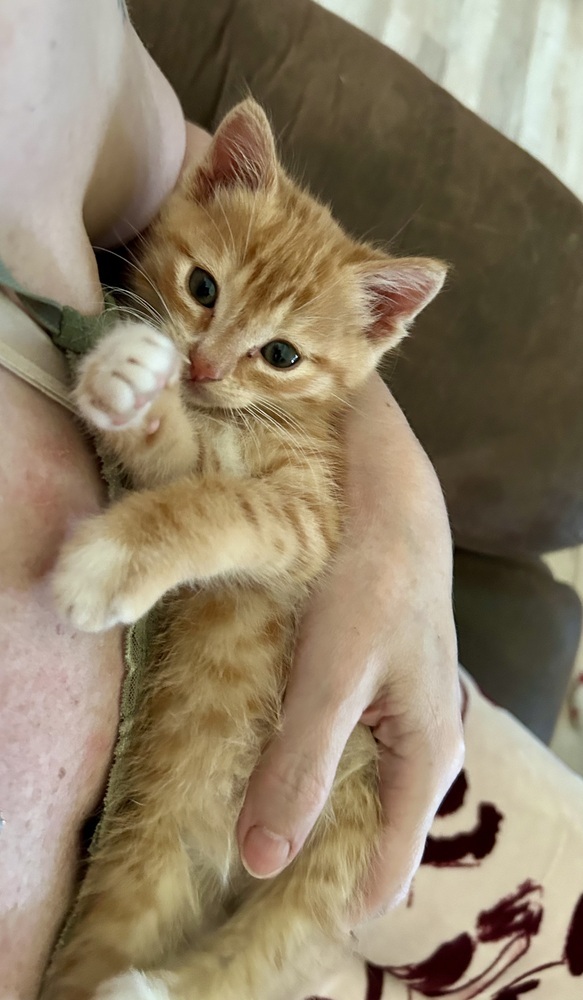 Perci, an adoptable American Shorthair, Domestic Short Hair in Moses Lake, WA, 98837 | Photo Image 3