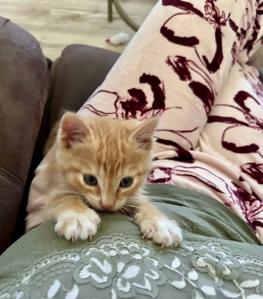 Perci, an adoptable Domestic Short Hair in Moses Lake, WA, 98837 | Photo Image 4