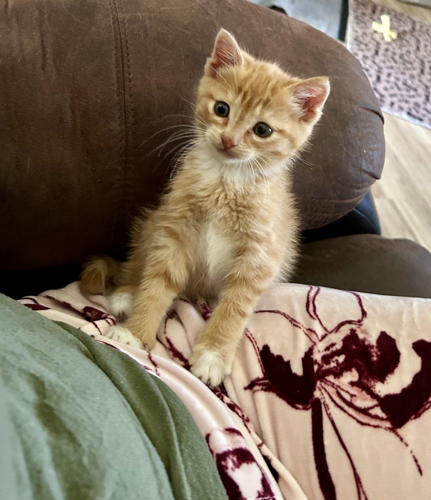 Perci, an adoptable American Shorthair, Domestic Short Hair in Moses Lake, WA, 98837 | Photo Image 5