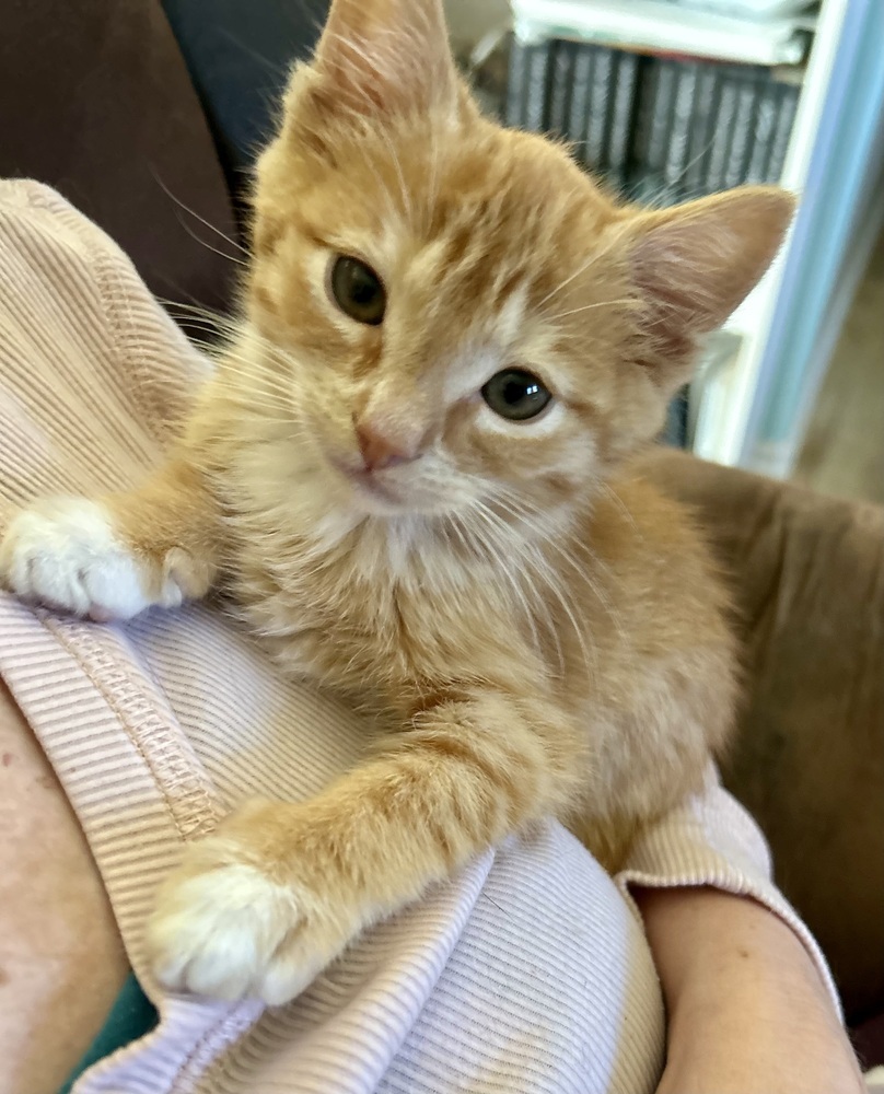 Perci, an adoptable Domestic Short Hair in Moses Lake, WA, 98837 | Photo Image 6
