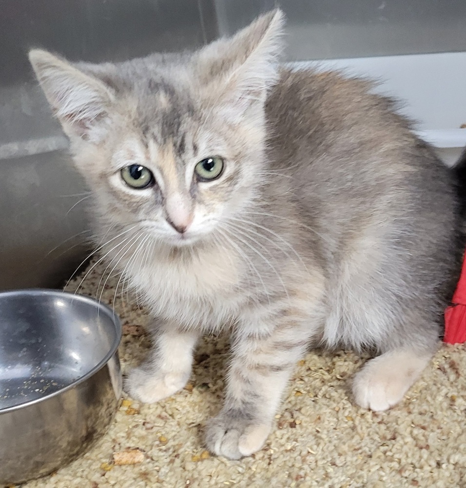 Almond, an adoptable Domestic Short Hair in Moses Lake, WA, 98837 | Photo Image 1