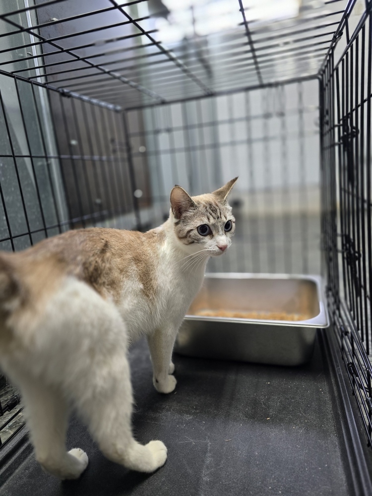 Maple, an adoptable Siamese, Domestic Short Hair in Moses Lake, WA, 98837 | Photo Image 1