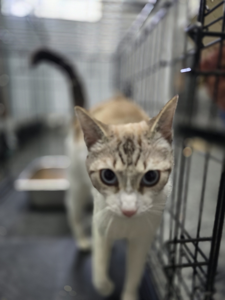 Maple, an adoptable Siamese, Domestic Short Hair in Moses Lake, WA, 98837 | Photo Image 2