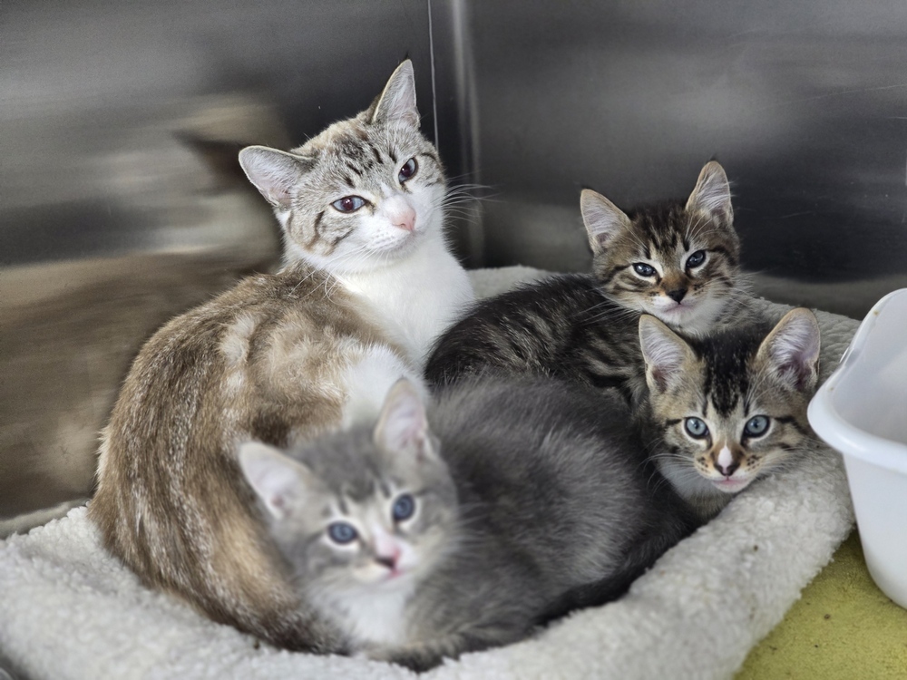 Maple, an adoptable Siamese, Domestic Short Hair in Moses Lake, WA, 98837 | Photo Image 3