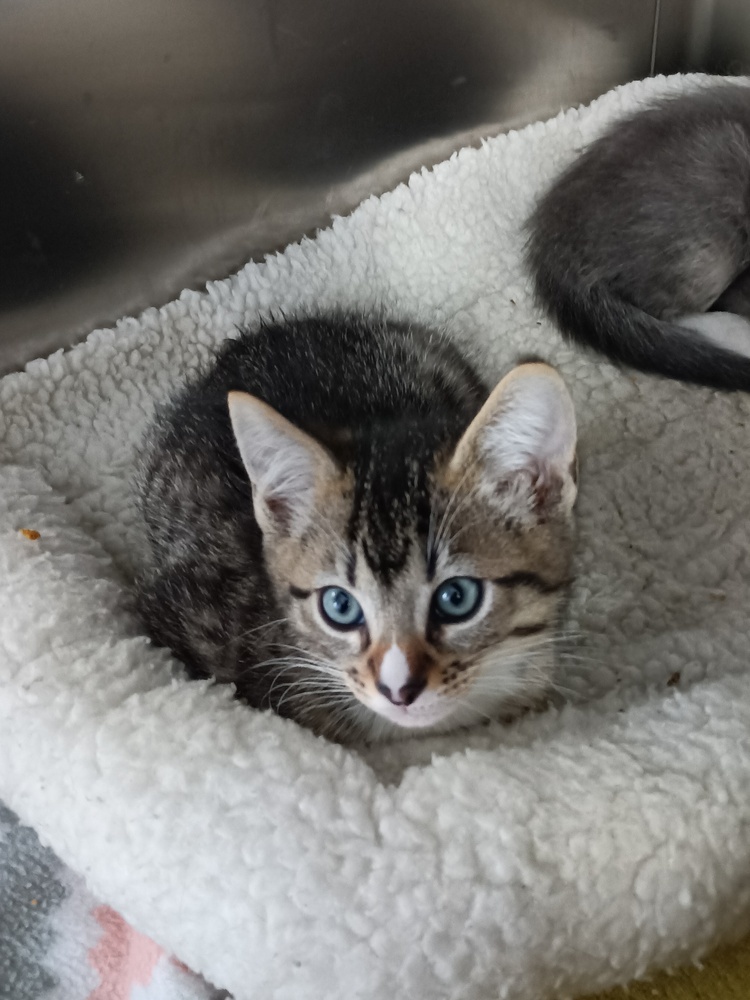 Maple - Syrup, an adoptable Siamese, Domestic Short Hair in Moses Lake, WA, 98837 | Photo Image 1