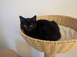 Gretel, Baby Female Domestic Short Hair