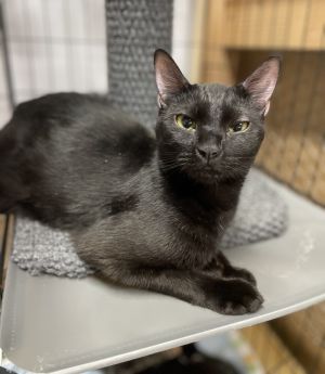 Tia, Young Female American Shorthair