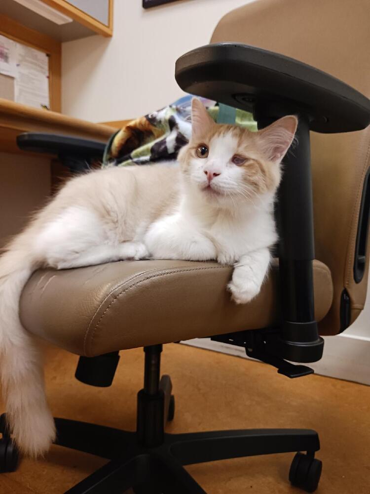 AMARETTO