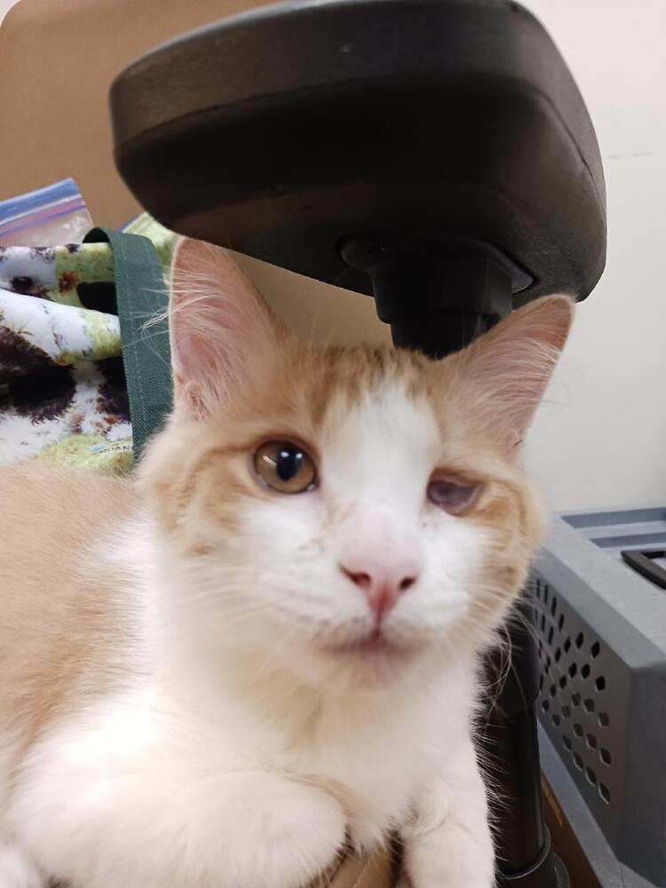 AMARETTO