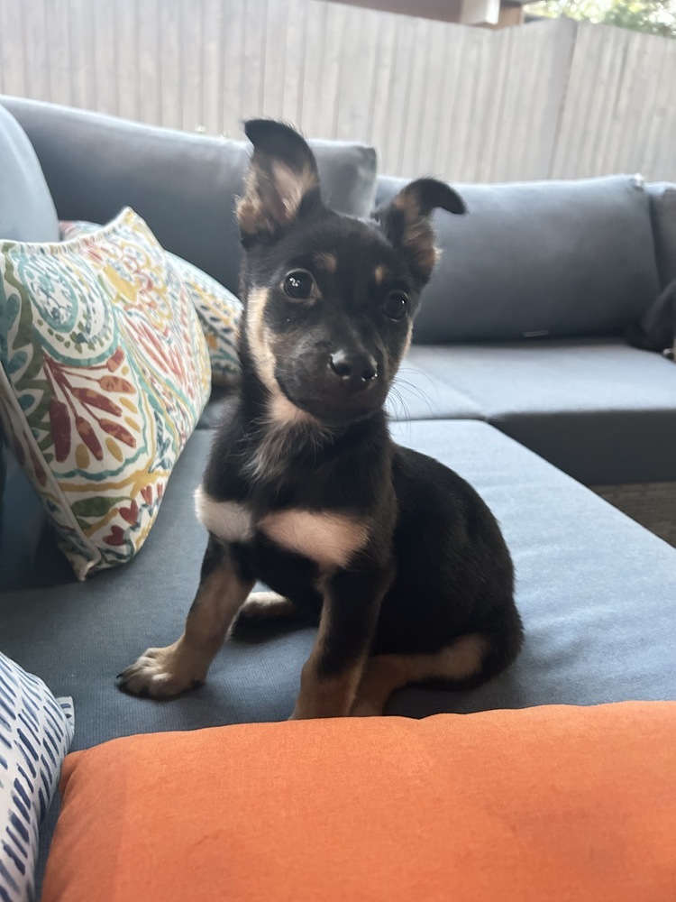 JUNO
