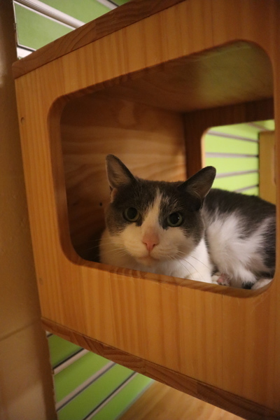 Willow thumbnail 1