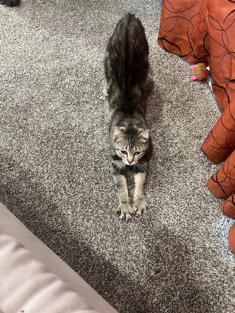 Tommy, an adoptable Domestic Short Hair in Lafayette, CO, 80026 | Photo Image 4