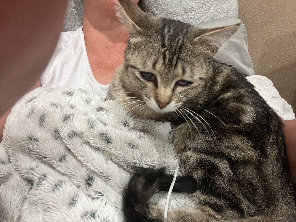 Tommy, an adoptable Domestic Short Hair in Lafayette, CO, 80026 | Photo Image 5
