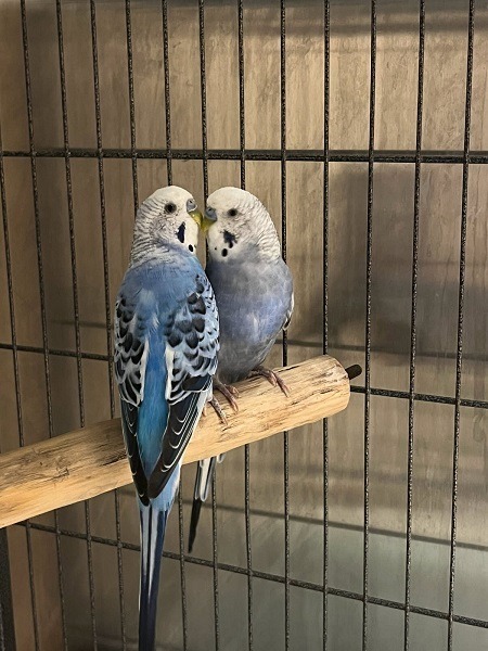 Skye &amp; Azur