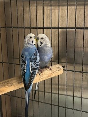 Skye &amp; Azur, Young Male Budgie / Budgerigar