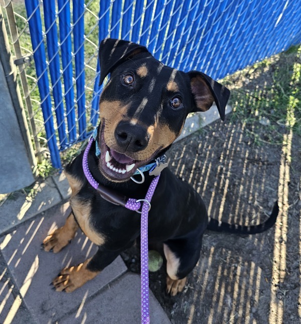 Madrid, an adoptable Doberman Pinscher in Kennewick, WA, 99336 | Photo Image 1
