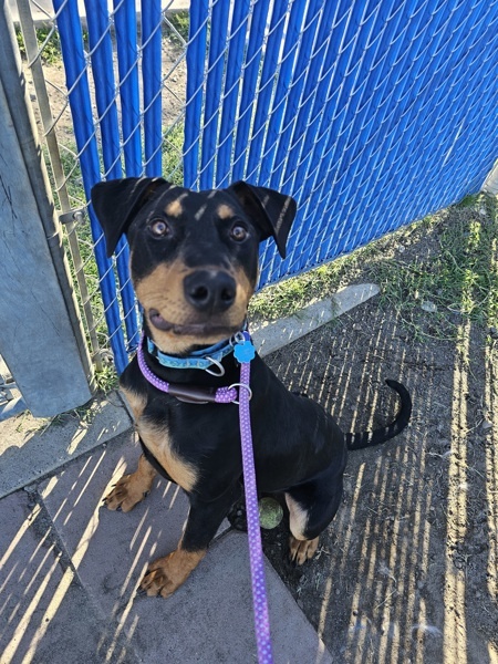 Madrid, an adoptable Doberman Pinscher in Kennewick, WA, 99336 | Photo Image 2