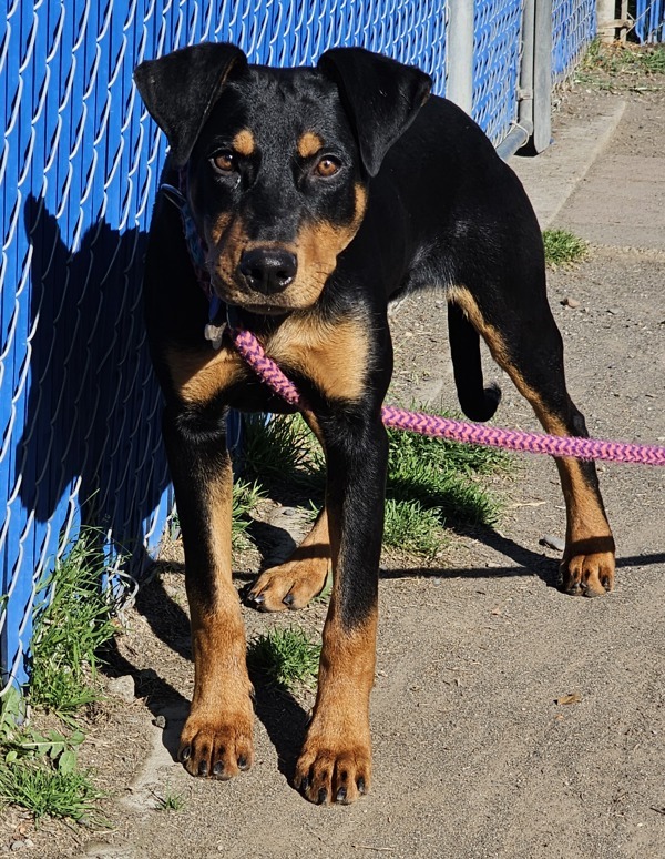 Madrid, an adoptable Doberman Pinscher in Kennewick, WA, 99336 | Photo Image 3