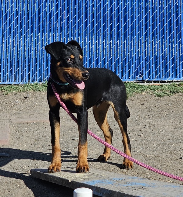 Madrid, an adoptable Doberman Pinscher in Kennewick, WA, 99336 | Photo Image 4