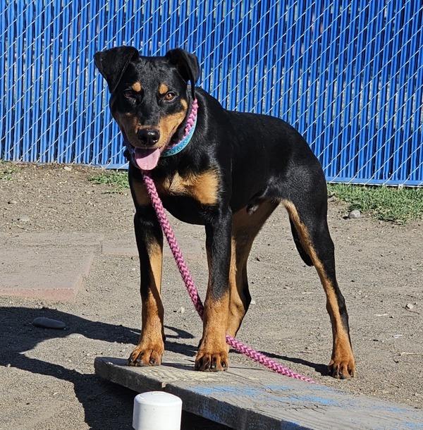 Madrid, an adoptable Doberman Pinscher in Kennewick, WA, 99336 | Photo Image 5