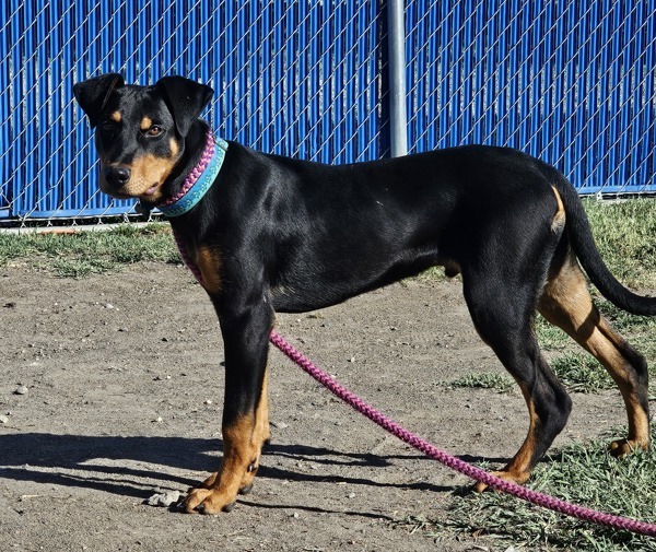 Madrid, an adoptable Doberman Pinscher in Kennewick, WA, 99336 | Photo Image 6