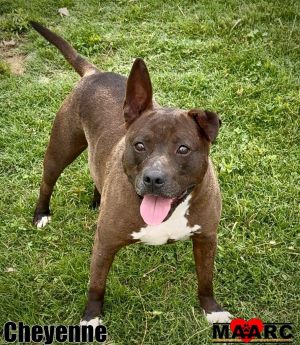 Meet Cheyenne our spa-day sweetheart in a pit bull suit This 3-year-old queen would choose air con