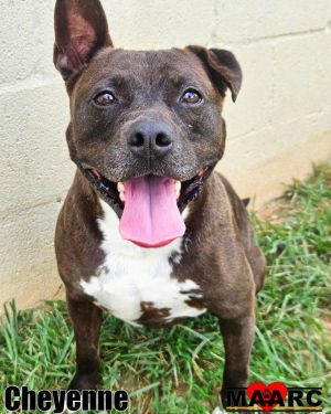 Meet Cheyenne -- glam girl cuddle queen and lover of all things luxurious At 3 years old this Pit