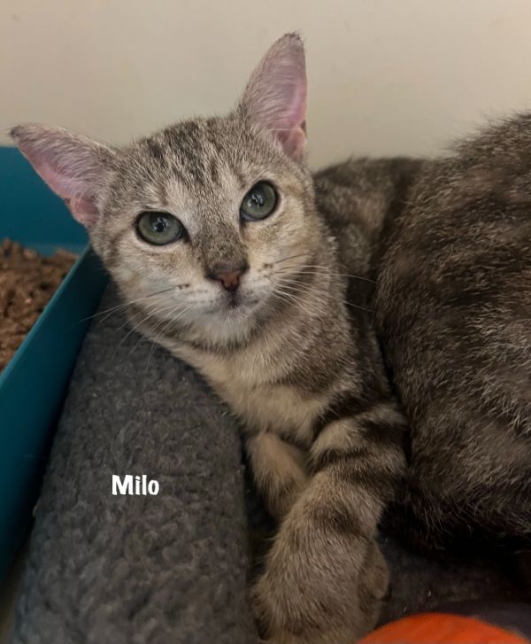 -milo thumbnail 1