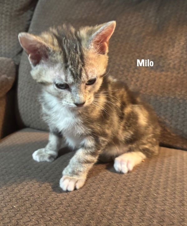 -milo thumbnail 2