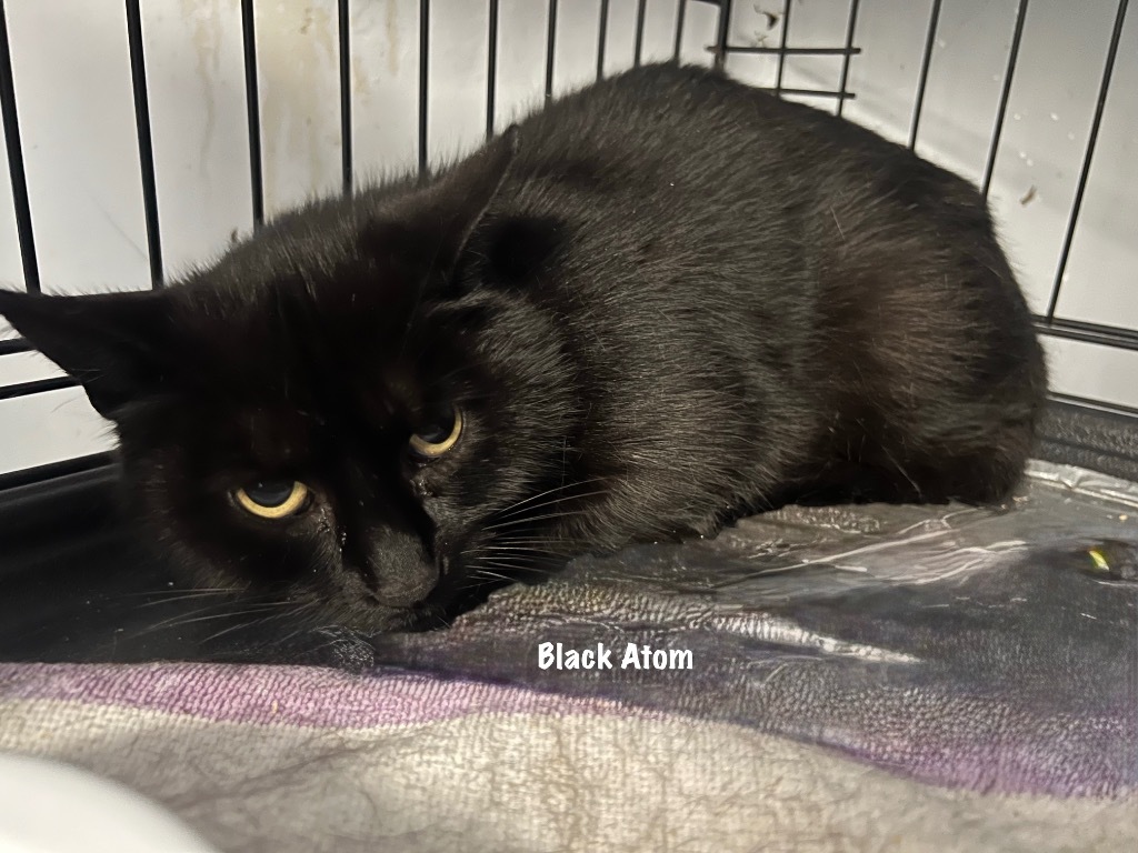 1/2-89-Black Atom