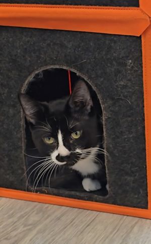 Morty, Young Male Domestic Short Hair