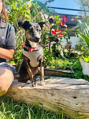 Meet Kelly Kelly is pure joy Full of energy and curiosity she has transformed into a loyal play