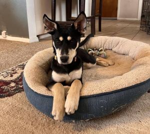 Meet Marianne A Gentle Soul Ready to Bloom Breed Shepherd Mix Age 6 Months Sex Female Spayed Lo