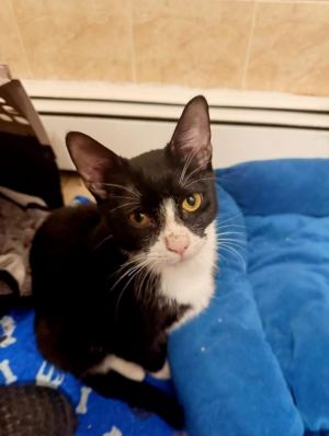 Romeo, Baby Male American Shorthair