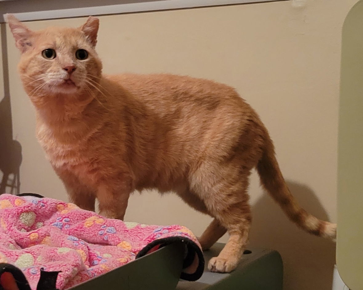 Finnegan