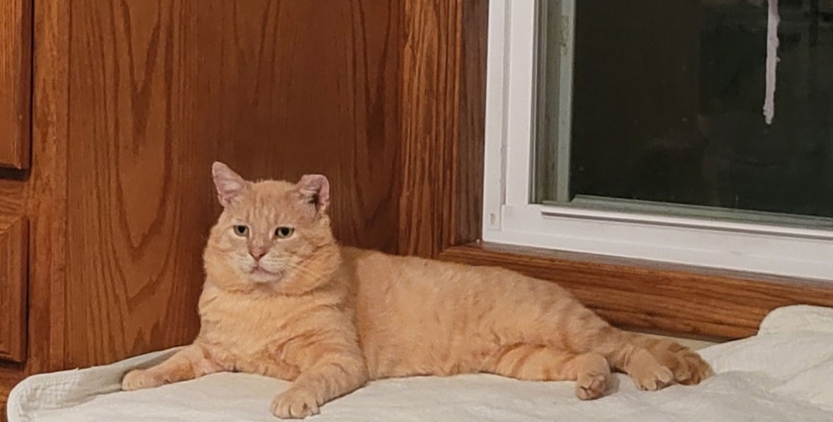 Finnegan