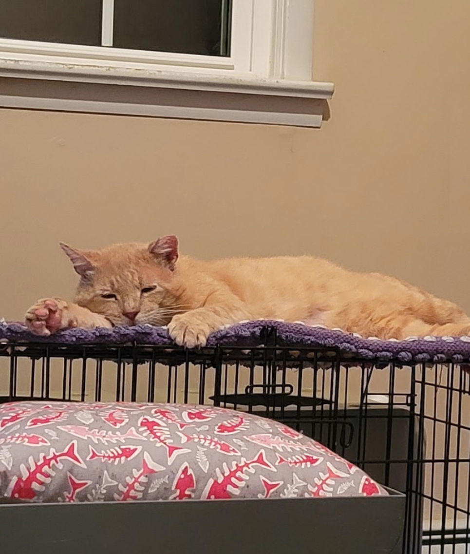 Finnegan