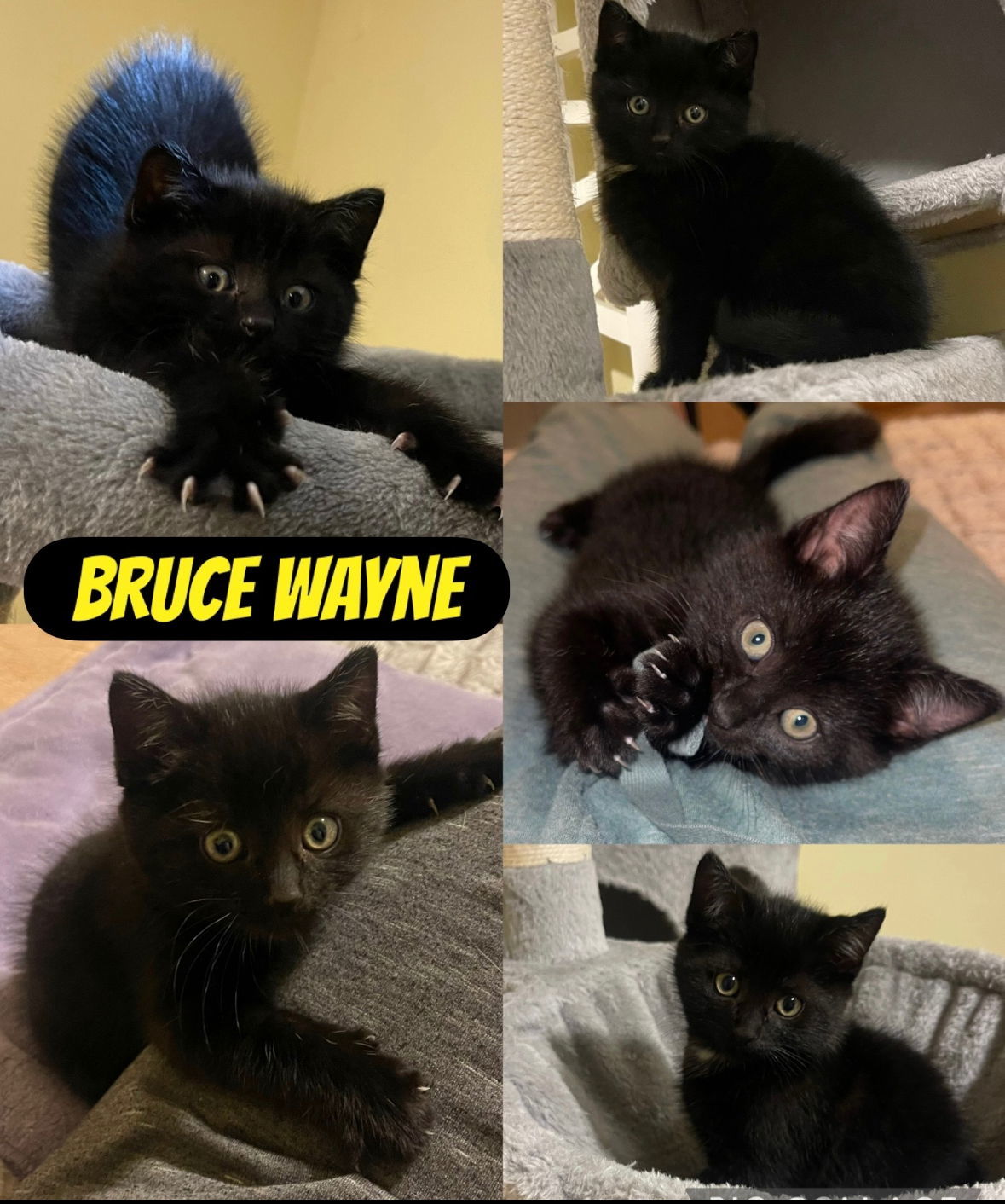 Bruce Wayne