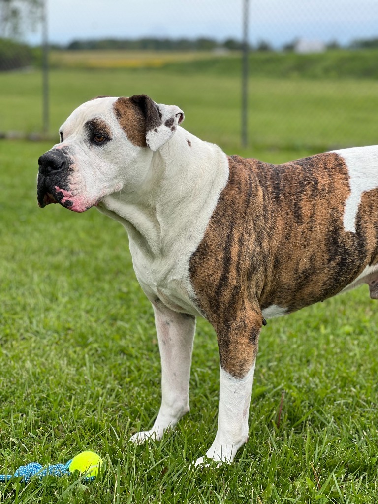 Bruno