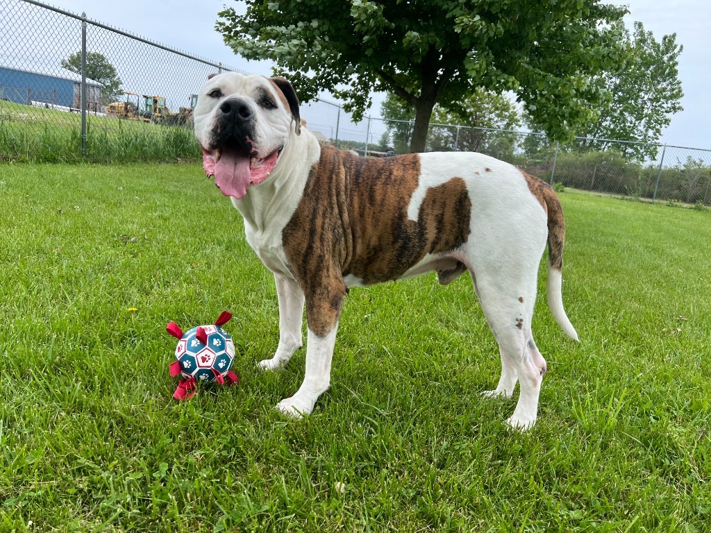 Bruno