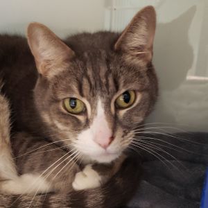 Teddy, Senior Male unknown