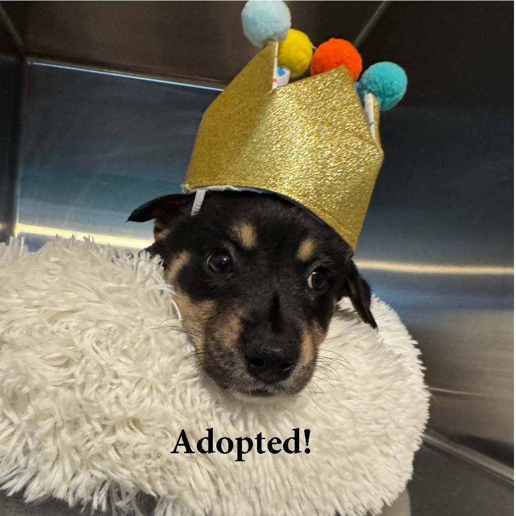 Asahi (COH-A-63608), an adoptable Mixed Breed in Volcano, HI, 96785 | Photo Image 1