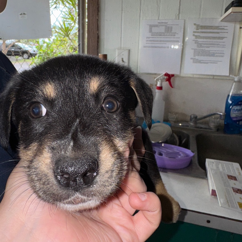 Asahi (COH-A-63608), an adoptable Mixed Breed in Volcano, HI, 96785 | Photo Image 2