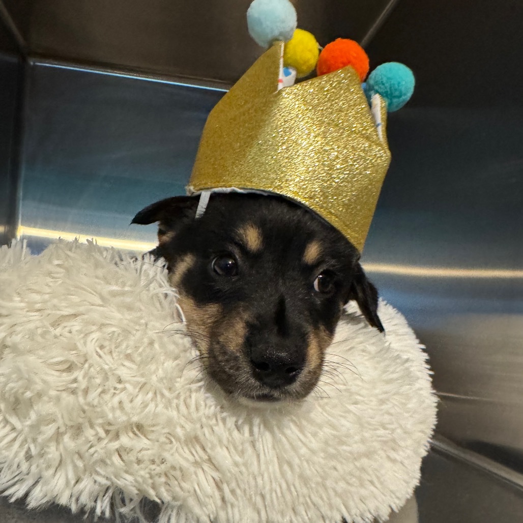Asahi (COH-A-63608), an adoptable Mixed Breed in Volcano, HI, 96785 | Photo Image 3