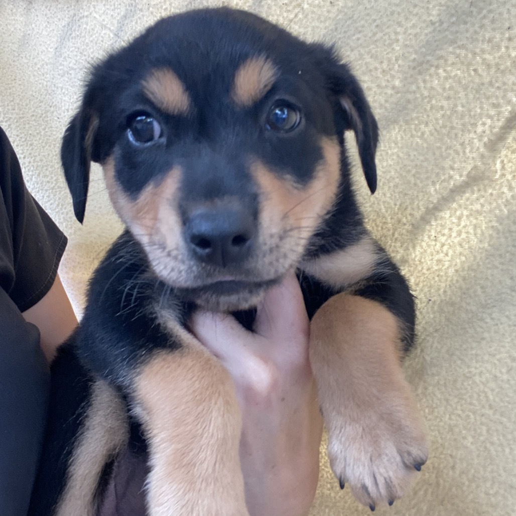 Asahi (COH-A-63608), an adoptable Mixed Breed in Volcano, HI, 96785 | Photo Image 4
