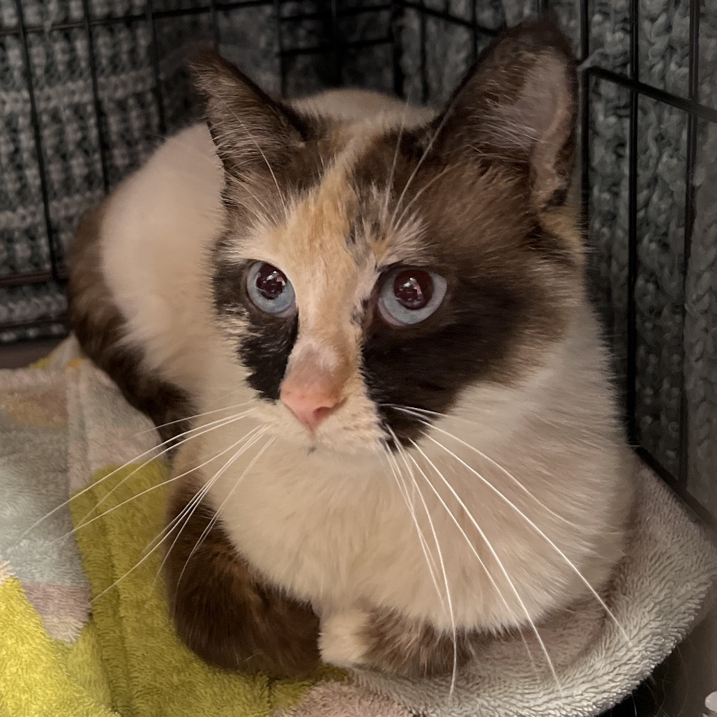 Fish - Pending Adoption, an adoptable Domestic Short Hair, Siamese in Bismarck, ND, 58507 | Photo Image 1