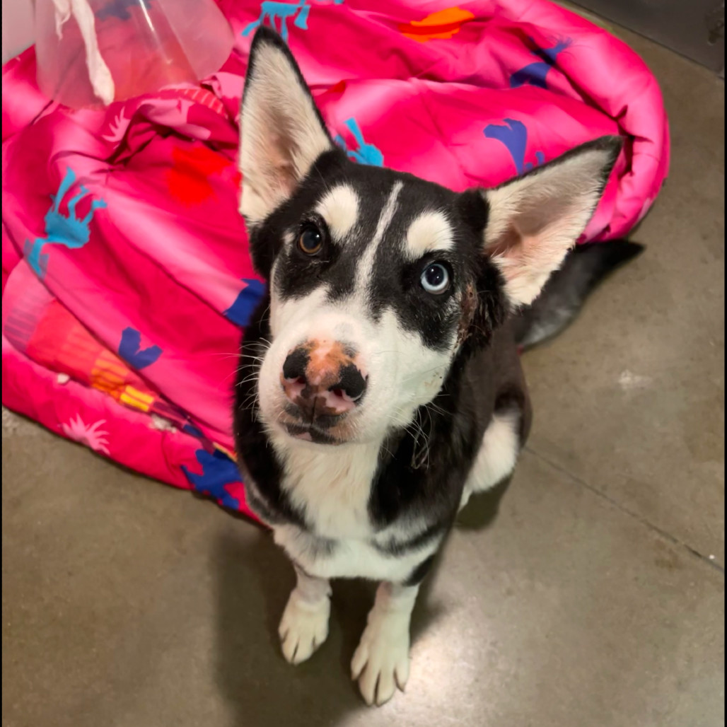 AL, an adoptable Mixed Breed in Bismarck, ND, 58507 | Photo Image 2